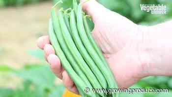 Some of the Best Green Bean Varieties You’ll Want To Grow Right Now