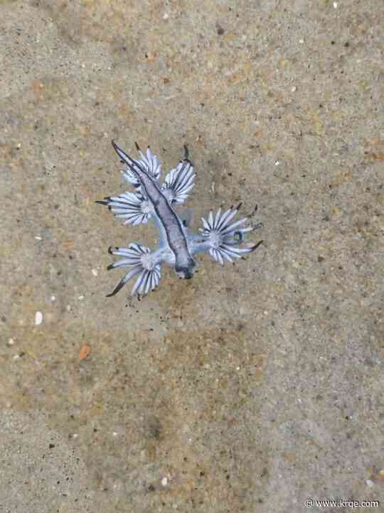 Venomous blue sea dragons wash ashore in Outer Banks