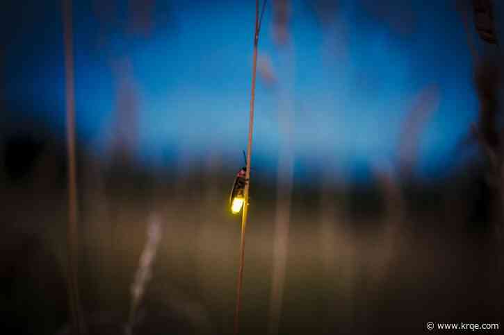 Could lightning bug appearances become a thing of the past?