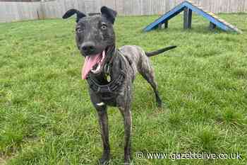 ‘Her story breaks our hearts’: RSPCA plea for Betsy who has spent over 600 days in Teesside kennels