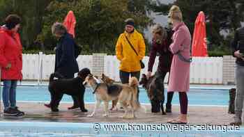 Tierisches Spektakel: Hundeschwimmen im Wendeburger Auebad