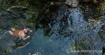 Couple feel 'nibbling' after jungle stream jump – and end up in hospital