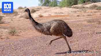 Why running emus keep one foot on the ground