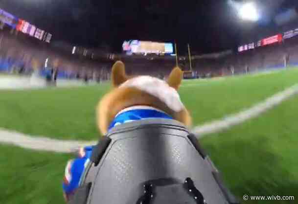 Video: Corgi Cam shows dog's-eye view of Buffalo Bills' Corgi Cup