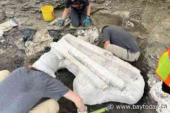 Paleontologists unearth giant skull of Pachyrhinosaurus in northern Alberta