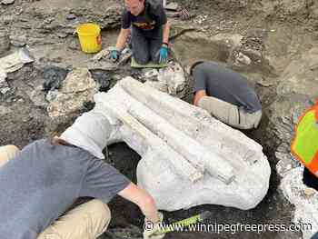 Paleontologists unearth giant skull of Pachyrhinosaurus in northern Alberta