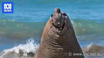 Goofy elephant seals and a bashful nutria are among the finalists of the 2024 Comedy Wildlife Photo Awards