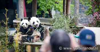 Panda’s te duur geworden? Nee hoor, bij Ouwehands blijven ze gewoon (al kosten ze ‘ontzettend veel geld’)