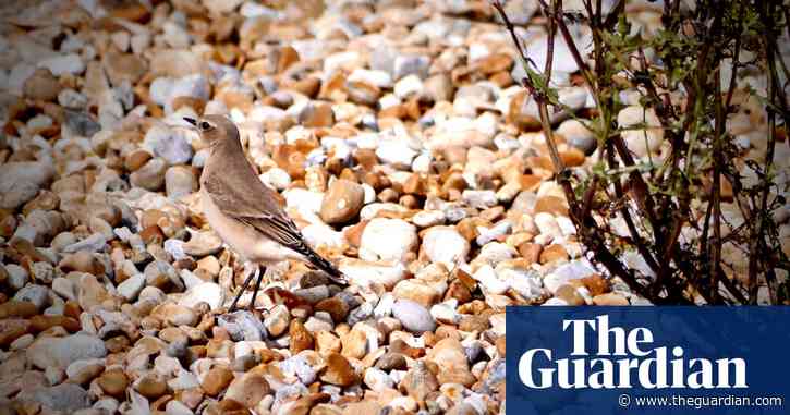 Country diary: A wheatear stands out among the shingle | Paul Evans