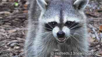 Rabid raccoon found in Days Point Road community in Isle of Wight County