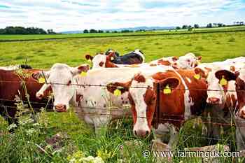 Anger as dairy processor Lactalis drops 12 farmers &#39;without warning&#39;