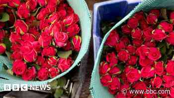 Toiling on a Kenyan flower farm to send fresh roses to Europe