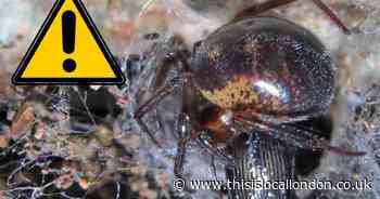 False widow spider warning issued as spider season hits