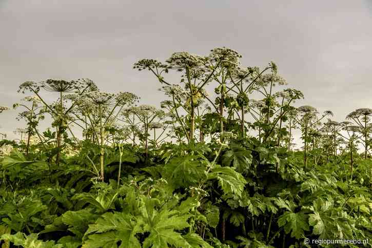 Subsidie van provincie Noord-Holland voor snelle aanpak invasieve exotische planten 