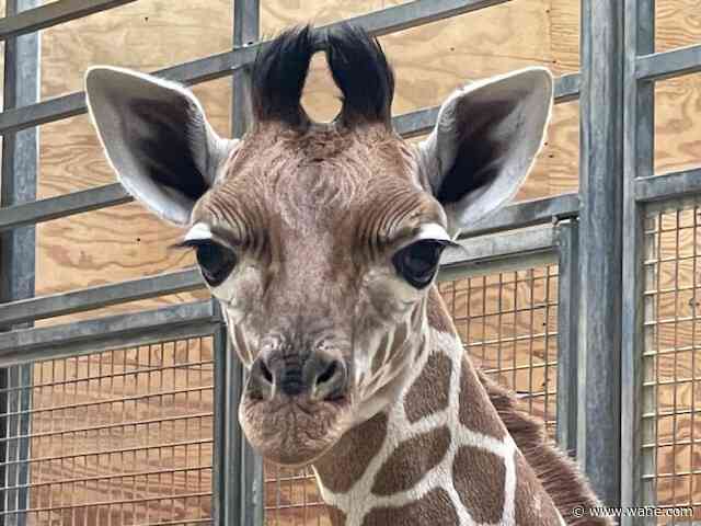 Fort Wayne Children's Zoo names baby giraffe