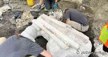 Paleontologists unearth giant skull of Pachyrhinosaurus in Alberta