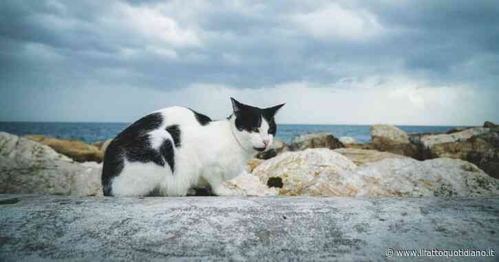 “Tutta colpa della massiccia sterilizzazione del 2018 (e non solo)”: i gatti saranno ben presto solo dei piccoli fantasmi sull’Isola giapponese di Aoshima: