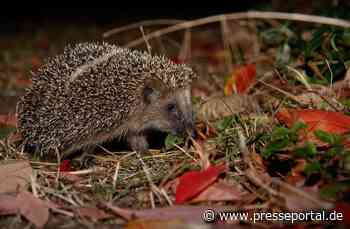 Citizen Science Projekt: Mitmachen bei der Igel-Challenge!