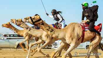 Saudis wandeln Traditionssport: Jahrhundertelanges Warten: Frauen dürfen endlich aufs Kamel