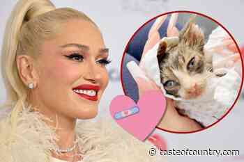 Gwen Stefani Nursed Stray Cat Back to Health, Now He's a Shelton