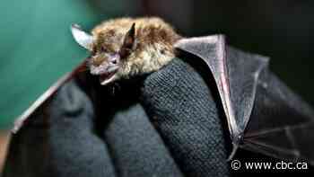 Rabid bat suspected to have bit someone in Brantford, Ont., health unit said