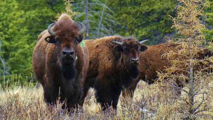 Ceremonial bison hunt to take place in Banff National Park