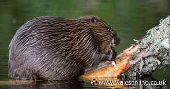 The wild animal set to be reintroduced to Wales