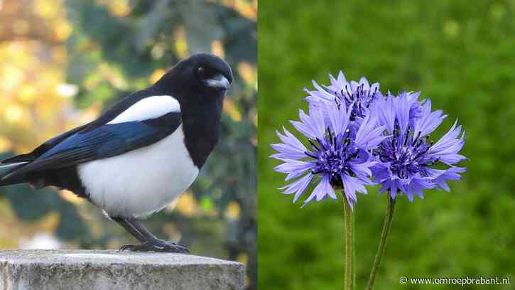 Ken je deze bekende bloemen en vogels? "Ik heb geen idee"