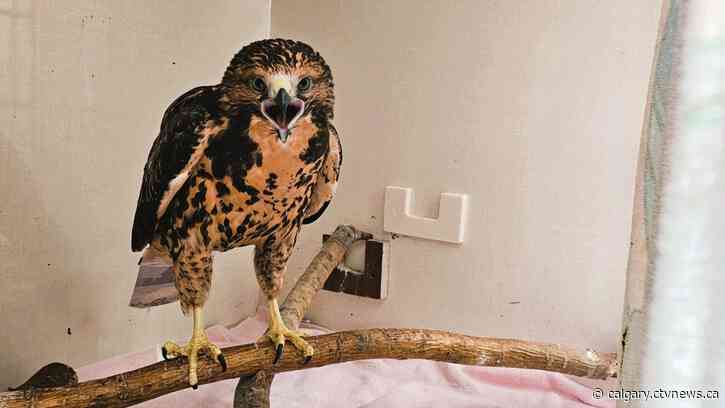 Alberta wildlife facility sees influx of injured hawks; what you can do to help