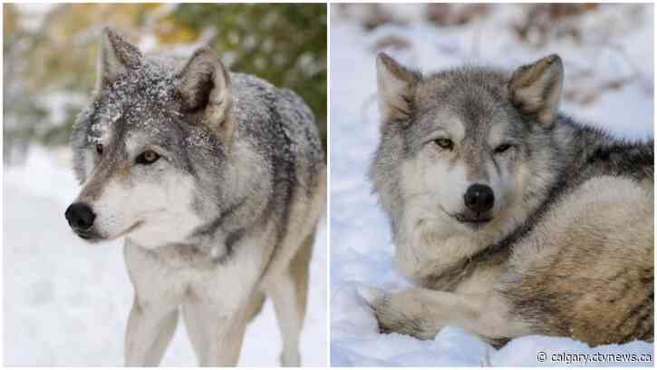 Kuna, the Yamnuska Wolfdog Sanctuary's first resident, has died