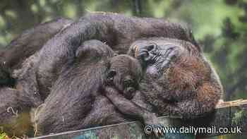 Heartwarming update in story of adorable baby gorilla who was rejected by his birth mother