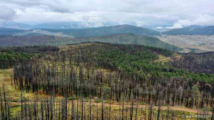 Volunteers plant seedlings within the Hermits Peak Calf Canyon burn scar