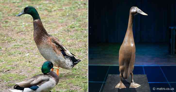 Famously tall duck called Long Boi memorialised at remembrance service