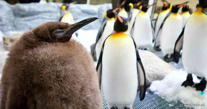 Why does everyone love Pesto, the fat baby Penguin?