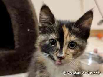 Cola the kitten recovering in B.C. SPCA care after horrible leg injury