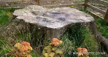 Sycamore Gap tree saplings are being planted in UK national parks - a year after vandals attack