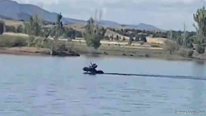 Watch: Moose swims alongside paddleboarders at Colorado reservoir