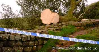 How criminal investigation into felling of Sycamore Gap tree in Northumberland unfolded