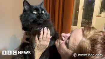 Woman reunited with missing cat after six years