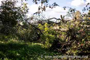 City orders developer to stop cutting down trees in St. Norbert’s Lemay Forest