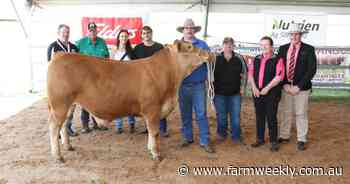 Winston 17 raises money for a good cause at Perth Royal Show cattle sale