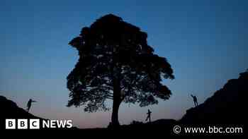 Sycamore Gap sapling gifted in memory of boy with cancer