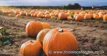 These are 5 of the best pumpkin patches around London you need to visit