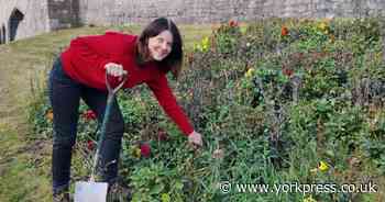 Work starts on transforming part of York Bar Walls into wildflower meadow