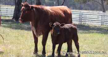 Shorthorn society female sale offers established genetics to commercial producers