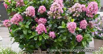 Cracker of a shrub offers year-round interest in the garden!