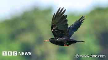 Rewilding success for long-lost bird population