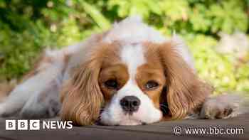 Pet fraud victim's warning over 'vile' scammers