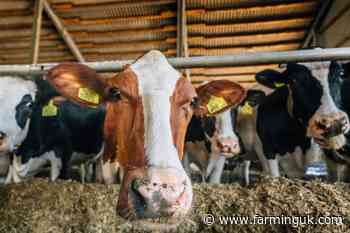 UK-wide survey aims to capture farmers&#39; experiences of bluetongue