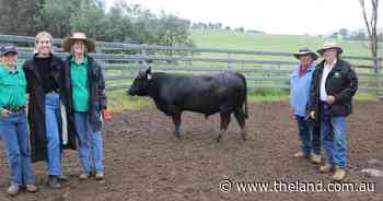 Return buyers underpin Bongongo Angus' 100 per cent sale clearance